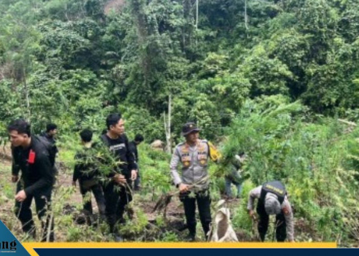 Bongkar Bandar dan Ladang Ganja 3 Hektar/// Diduga Jaringan Lintas Kabupaten dan Provinsi