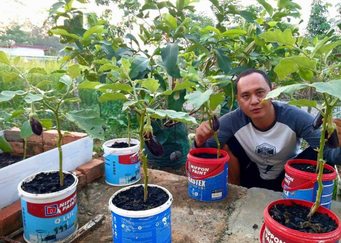 Tanam Terong di Ember Bekas, Inspiratif