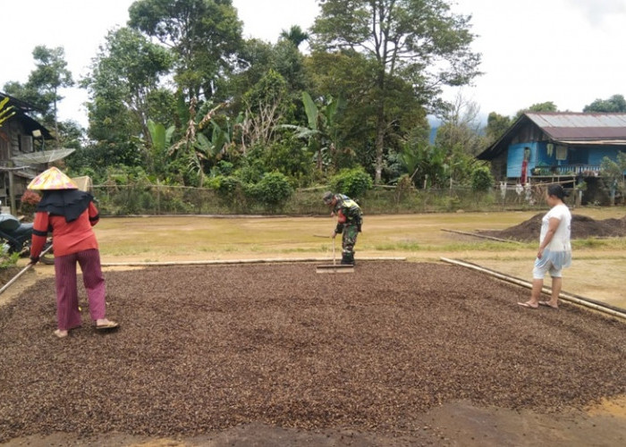 Musim Panen Tiba, Harga Kopi di Empat Lawang Masih 