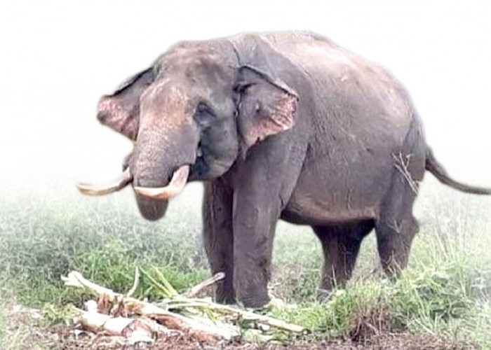 Gajah Masuk Kampung Akibat Hutan Berubah Fungsi Jadi HTI