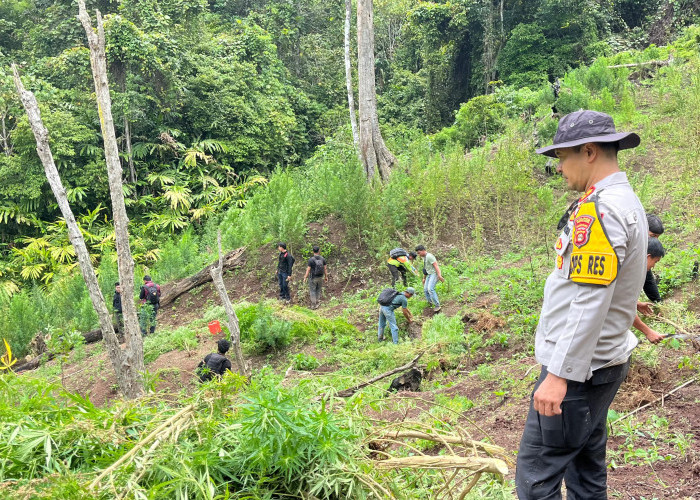Bongkar Ladang Ganja 3 Hektar di Muara Pinang
