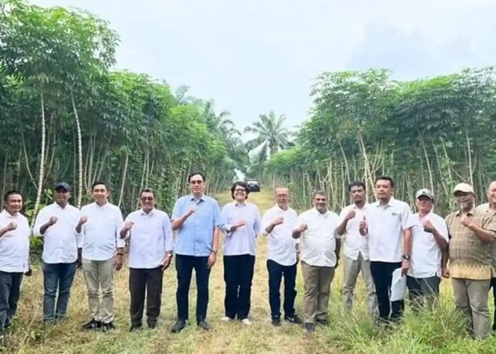 PTPN Targetkan Produktivitas Singkong 30 Ton per Hektare