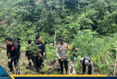 Bongkar Bandar dan Ladang Ganja 3 Hektar/// Diduga Jaringan Lintas Kabupaten dan Provinsi