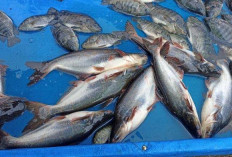 Banyak yang Nggak Tau, Ini 3 Tambak Ikan Terbesar di Bengkulu