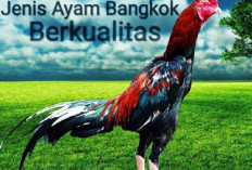 Pecinta Ayam Wajib Tau, Ini 5 Manfaat Daun Pepaya untuk Ayam Bangkok