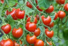 Tomat Kecil Cungkadiro, Varian Tomat Lokal yang Menarik