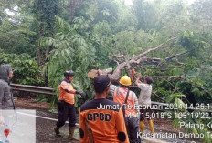 BPBD Evakuasi Pohon Tumbang Liku Lematang 