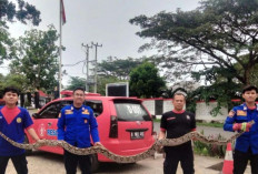 Petugas Damkarmat Lampung Selatan Berhasil Evakuasi Dua Ular Sanca dari Rumah Warga