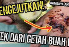 Hati-Hati Terkena Getah Buah Ini, Efeknya Bisa Bahaya Lo!!