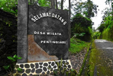 Melihat Desa Pentingsari, Yogyakarta: Wisata Alam dan Budaya di Lereng Gunung Merapi