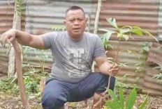 Sulap Pekarangan Jadi Kebun Sukun