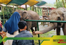 Serunya Liburan di Taman Safari Bogor, Nikmati Banyak Fasilitas Gratis!