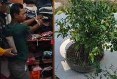 Bobol Rumah Demi Beli Bonsai