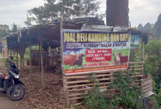 Jelang Idul Adha, Pedagang Hewan Kurban Bermunculan