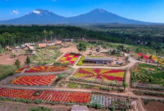 Ini Pesona Agrowisata Taman Suruh di Banyuwangi, Simak Ini Penjelasanya