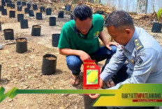 Warga Binaan Lapas Empat Lawang Tanam Jagung 