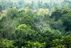 Ilmuwan Temukan Lempeng Tektonik Raksasa yang Hilang di Kalimantan