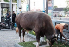 Seorang Remaja di tangkap polisi usai  Menjual sapi milik paman nya