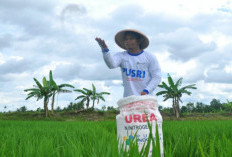 Kabar Gembira! Pupuk Organik Kini Resmi Bersubsidi, Petani Lebih Diuntungkan