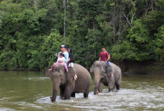 Wisata Edukasi Gajah di PLG Saree, Aceh Besar: Sarana Liburan Sekaligus Konservasi Satwa Liar