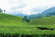 Kebun Teh Cipasung: Keindahan Alam dan Tradisi Pertanian Teh di Majalengka