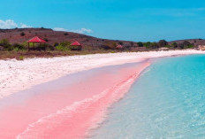 Keindahan Tersembunyi! Pantai Pink di Bima Ini Bikin Turis Mancanegara Ketagihan Berjemur