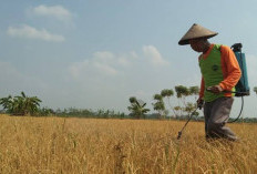 Musim Panas, Petani Cemas Gagal Panen