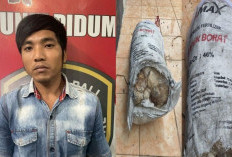 Pelaku Pencurian Getah Karet Menyerahkan Diri