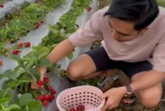 Wisata Edukasi Kebun Stroberi Gunung Dempo, Pilihan Liburan Seru dan Mendidik di Pagaralam