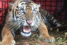 Harimau Sumatera dengan Perilaku Unik Muncul di Pasaman, Ikuti Warga hingga Batas Kampung