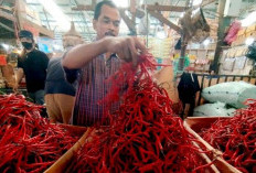 Harga Cabai Merah Turun Tajam