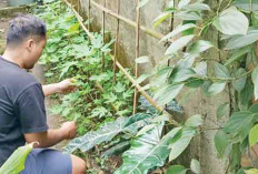 Warga Lahat Manfaatkan Pekarangan Rumah