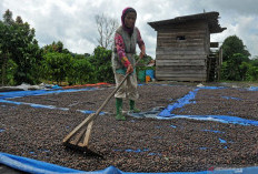 80 Persen Kopi Empat Lawang Dikirim ke Lampung