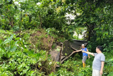 Tanah Bergerak, Puluhan Rumah Terancam Longsor