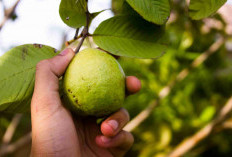 Ketahui 4 Manfaat Daun Jambu Biji untuk Atasi Diare