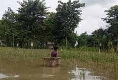 Ratusan Hektare Sawah Terancam Gagal Panen