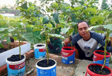 Tanam Terong di Ember Bekas, Inspiratif