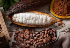 9 Manfaat Biji Kakao bagi Kesehatan