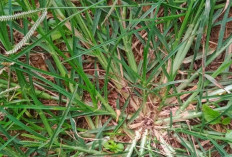 7 Manfaat Rumput Belulang untuk Kesehatan Tubuh 