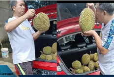 8 Ciri-ciri Durian Berkualitas yang Legit dan Manis, Panduan Memilih Buah Durian Terbaik