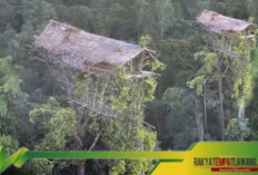 Korowai: Suku Papua yang Hidup di Atas Pohon, Bertahan di Tengah Hutan Belantara.
