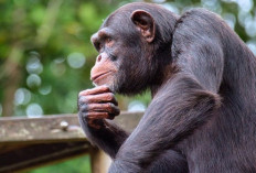 Mengungkap Misteri Perilaku Unik Simpanse: Kecerdasan, Komunikasi, dan Kehidupan Sosial Primata