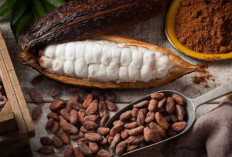 Tak Hanya Nikmat, Ini 9 Manfaat Biji Kakao bagi Kesehatan