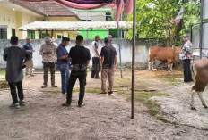 PWI Sumsel Sembelih Dua Ekor Sapi
