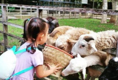 Liburan Sambil Belajar di Alam: Kuntum Farmfield Bogor Jadi Primadona Wisata Edukasi Keluarga