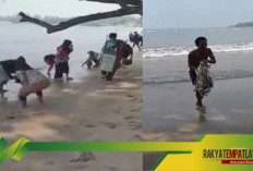 Fenomena Langka di Pantai Lagundi! Ribuan Ikan Cireng Naik ke Daratan, Warga Carita Heboh