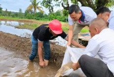 Kalapas Empat Lawang Tebar Benih Ikan Nila di Kolam SAE