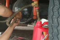 Dampak Serius Jika Oli Gardan Mobil Tidak Pernah Diganti: Bisa Rusak Permanen!