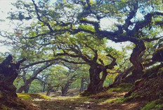 Hutan Bonsai Fatumnasi: Surga Tersembunyi di NTT yang Jadi Favorit Prewedding!