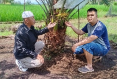 Budidaya Kurma Ada di Empat Lawang